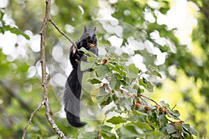 Feeding time for the Black Squirrel