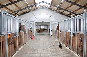 Feeding time for brown and white horse