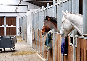 Feeding time for brown and white horse