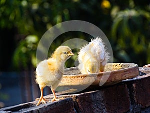 Feeding Time for Chicks 1