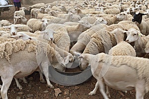 Feeding time on a dorper sheep farm