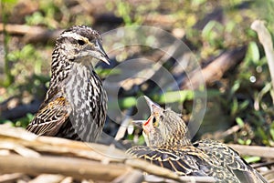 Feeding Time for Fledgling Red-Winged Blackbird (Agelaius phoeniceus) photo