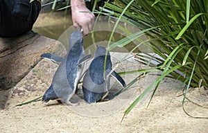 Feeding time for Little Blue Penguins ( Eudyptula minor)