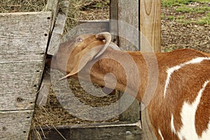 Feeding time for little brown and white goat,