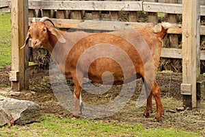 what you looking at, brown goat, bovidae, Green hill park zoo worcester ma photo