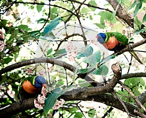 Feeding time with Lorikeets