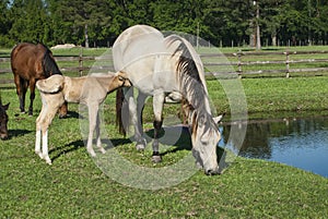 Feeding Time for Mare & Foal