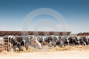 Feeding time for the milk cows on a dairy farm