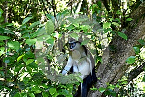 Feeding time for a monkey