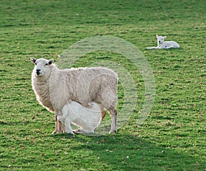 Feeding Time - Sheep (Ovis aries) Ewe & Lamb photo