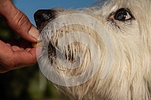 Feeding time for small cute white dog, treat time