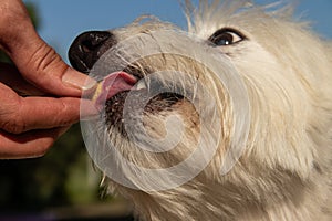 Feeding time for small cute white dog, treat time