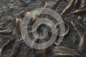 Feeding time for wels catfish in lake near Jaisalmer