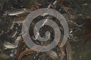 Feeding time for wels catfish in lake near Jaisalmer