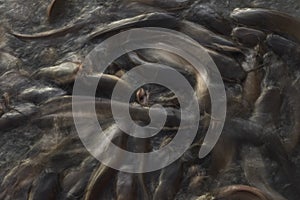 Feeding time for wels catfish in lake near Jaisalmer