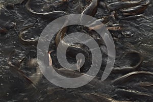 Feeding time for wels catfish in lake near Jaisalmer