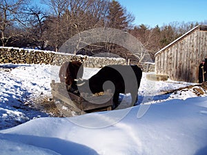 Feeding time on winter day.