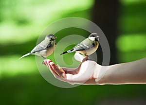 Feeding titmouses