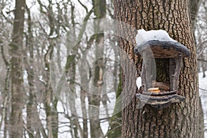 Feeding troughs for birds in winter. photo