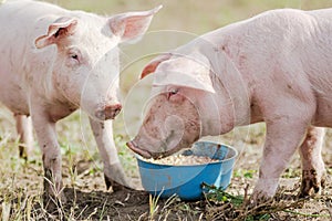 Feeding two pigs eating