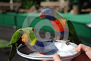 Feeding two rainbow lorikeets