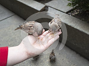 Feeding two sparrows
