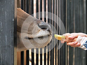 Feeding of ungulate