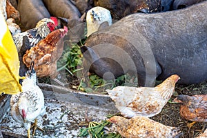 Feeding vietnamese pigs and chicken on the farm