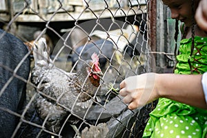 Feeding vietnamese pigs and chickens on the farm.