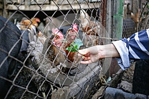 Feeding vietnamese pigs and chickens on the farm.