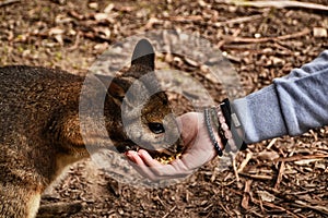 Feeding a wallaby / kangaroo