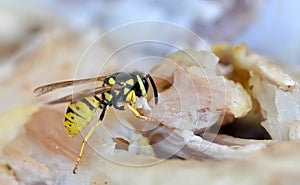 Feeding wasp