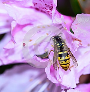 Feeding Wasp on a pink azalea