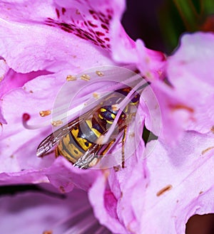 Feeding Wasp on a pink azalea