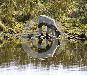 Feeding at the waters edge