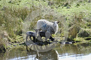 Feeding at the waters edge