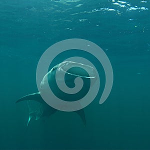 Feeding whale shark