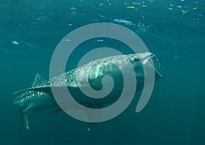 Feeding whale shark