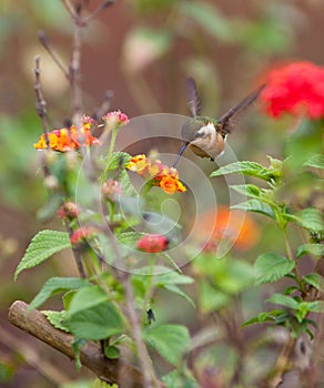 Feeding White-bellied Woodstar