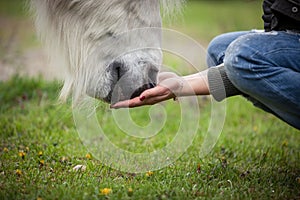 Feeding a white horse with hands