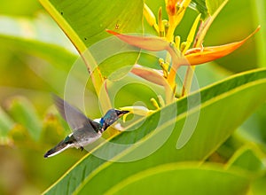 Feeding White-necked Jacobin