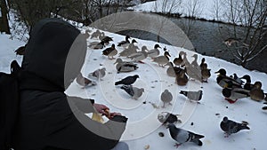 Feeding wild ducks in winter.