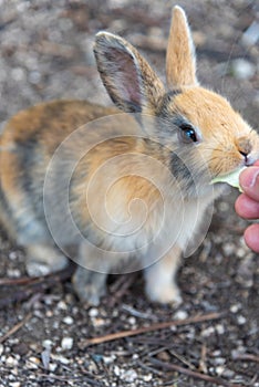 Feeding wild rabbits on Okunoshima