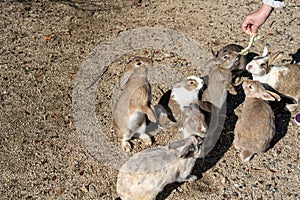 Feeding wild rabbits on Okunoshima Island. Hiroshima Prefecture, Japan