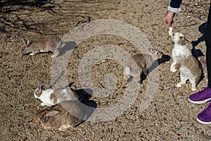 Feeding wild rabbits on Okunoshima Island. Hiroshima Prefecture, Japan