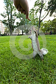 Feeding Wild Squirrel a Peanut