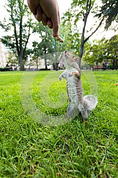 Feeding Wild Squirrel a Peanut