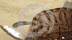 Feeding a wild turtle with natural food in a terrarium. Trachemys scripta