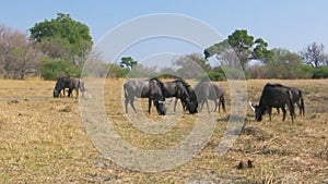 Feeding wildebeest herd