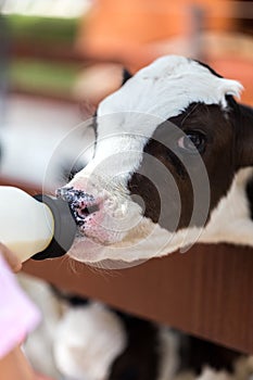 Feeding Young Cow with Milk Bottle